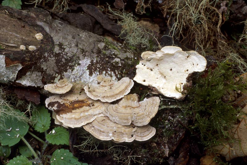 Trametes hirsuta